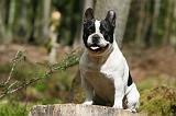 BOULEDOGUE FRANCAIS 1033